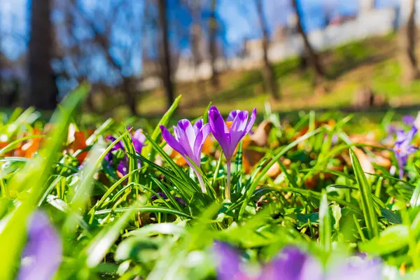 Baharda güneşli bir parkta yemyeşil çimlerden çıkan canlı kır çiçekleri doğanın güzelliğini ve yenilenmesini gözler önüne seriyor..