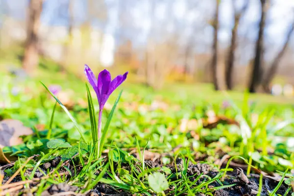 Güneşli bir bahar gününde yeşil çimenler ve düşen yapraklarla çevrili mor bir kır çiçeğinin yakın çekimi, narin yapraklarını ve canlı rengini vurguluyor..