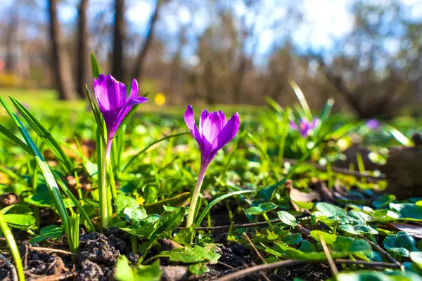 Sığ bir tarla derinliği ve doğal güneş ışığıyla yakalanan bazı canlı mor kır çiçekleri bir bahar bahçesi ortamında topraktan çıkıyor..