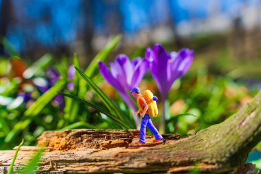 Bir turistin minyatür bir heykelinin yakın plan fotoğrafı. Sırt çantasıyla devrilmiş bir ağaçta geziniyor. Etrafı makro bir dünyada canlı timsahlarla çevrili..