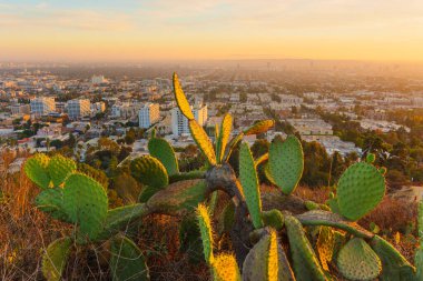 Gün batımında Los Angeles 'ın panoramik manzarası, ön planda kaktüsler, Runyon Canyon Park' tan canlı renkler ve şehir manzarası.
