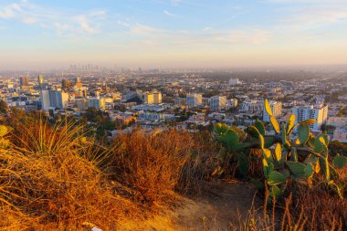 Los Angeles, Kaliforniya - 3 Aralık 2024: Runyon Canyon Park 'tan Los Angeles' ın nefes kesici manzarası, ön planda yemyeşil kaktüsleri ve sıcak günbatımının ışıltısıyla parlayan şehir silueti.