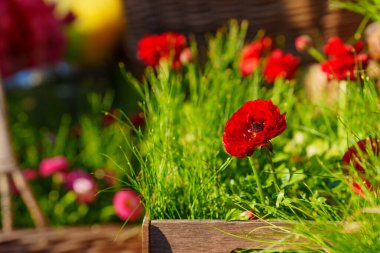 Güneşli bir bahçede yemyeşil çimlerle çevrili canlı kırmızı gelinciklerin yakın görüntüsü bahar çiçeklerinin güzelliğini yakalıyor..