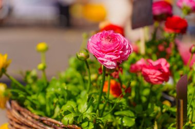 Açık hava pazarındaki bir sepette sergilenen parlak ranunculus çiçeklerinin yakın plan çekimi, güneşli bir günde yumuşak, doğal bir ışıkla yakalanır..