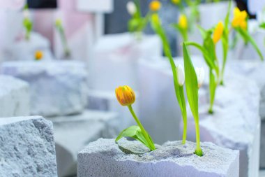 Gri beton bloklardan büyüyen canlı sarı ve beyaz laleler modern bir çiçek aranjmanı sergiliyor..