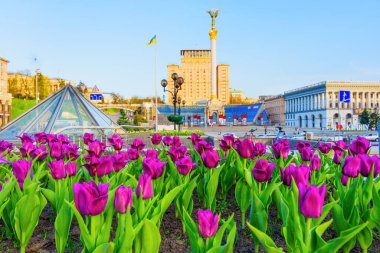 Kyiv, Ukrayna - 17 Nisan 2025: Meydan Nezalezhnosti 'nin simgesel anıtları ve Kyiv' deki binalarıyla birlikte ön planda canlı mor laleler sergileniyor..