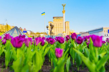 Kyiv, Ukrayna - 17 Nisan 2025: Güneşli bir günde arka planda Bağımsızlık Anıtı ve Ukrayna bayrağı ile Meydan Nezalezhnosti 'de çiçek açmış lalelerin renkli bir görüntüsü.