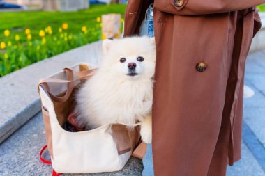 Pofuduk beyaz Pomeranya köpeği, güneşli bir caddede çiçek açan çiçeklerle çevrili kahverengi paltolu bir kişinin elindeki şık bir çantadan dışarı bakar..