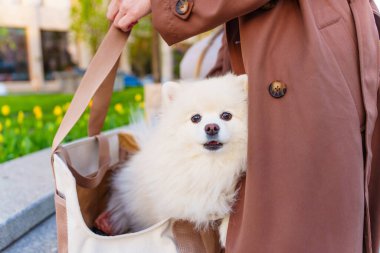 Pofuduk Pomeranya köpeği şık bir çantadan dışarı bakıyor. Parkta sahibinin koluna yaslanmış, canlı yeşillik ve güneşli bir atmosfer sergiliyor..