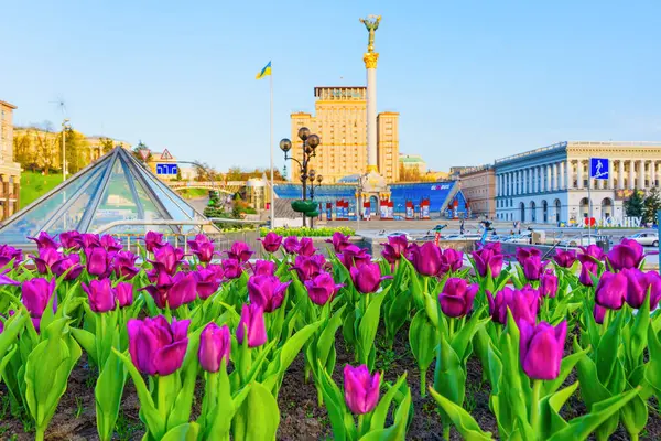 Kyiv, Ukrayna - 17 Nisan 2025: Meydan Nezalezhnosti 'nin simgesel anıtları ve Kyiv' deki binalarıyla birlikte ön planda canlı mor laleler sergileniyor..
