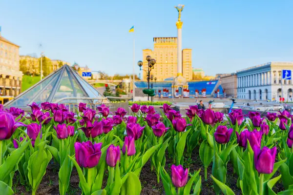 Kyiv, Ukrayna - 17 Nisan 2025: Geniş açılı görünüm, canlı mor laleleri gün ışığında Kyiv 'de Meydan Nezalezhnosti' nin ikonik zeminine karşı sergiliyor.