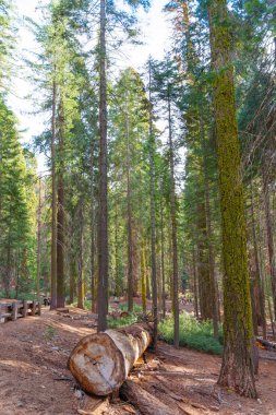 Sequoia Ulusal Parkı, Kaliforniya - 29 Kasım 2024: Sequoia Ulusal Parkı 'nın sakin atmosferini ön planda büyük bir kütükle yükselen sekoya ağaçlarının durgun manzarası