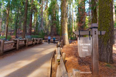 Sequoia Ulusal Parkı, Kaliforniya - 29 Kasım 2024: Sherman Ağacı Patikası tabelası, dev sekoyalar ve açık bir patika, ziyaretçiler Sequoia Ulusal Parkı 'nın sakin manzarasında yürüyorlar..