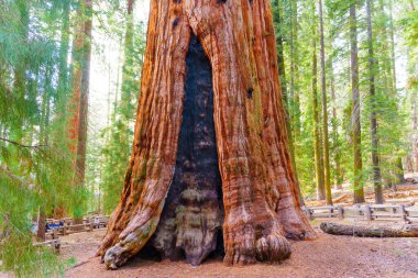 Sequoia Ulusal Parkı, Kaliforniya - 30 Kasım 2024: Sequoia Ulusal Parkı 'ndaki verimli yeşilliklerle çevrili muazzam bir sekoya ağacı gövdesinin yakın görüntüsü.