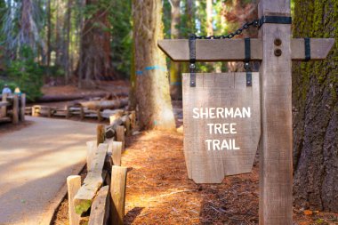 Sequoia Ulusal Parkı, Kaliforniya - 30 Kasım 2024: Sequoia Ulusal Parkı 'ndaki Sherman Ağaç Yolu' nu gösteren tahta tabela, görkemli sekoya ağaçları ve güneşli bir günde iyi korunan bir yol..