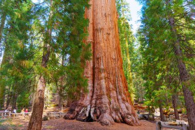 Sequoia Ulusal Parkı, Kaliforniya - 30 Kasım 2024: Sequoia Ulusal Parkı 'nda gür kozalaklı ağaçlar ve ziyaretçiler tarafından çerçevelenen dev sekoya ağacı
