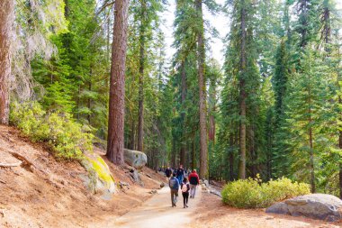 Sequoia Ulusal Parkı, Kaliforniya - 30 Kasım 2024: Parlak gün ışığı altında yükselen sekoya ağaçlarıyla çevrili Sequoia Ulusal Parkı 'nda yürüyüş yapan bir grup yürüyüşçü.