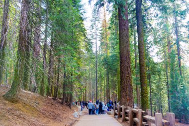 Sequoia Ulusal Parkı, Kaliforniya - 30 Kasım 2024: Sequoia Ulusal Parkı, Kaliforniya 'daki yüksek Sequoia ağaçlarıyla çevrili bir patikada yürüyen ziyaretçilerin manzarası.
