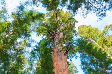 Sequoia Ulusal Parkı, Kaliforniya - 30 Kasım 2024: Etkileyici General Sherman ağacının alçak açılı görüntüsü, açık mavi gökyüzü altında yükselen yüksekliğini ve yemyeşil yapraklarını gözler önüne seriyor.
