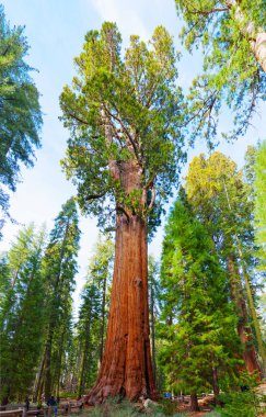 Sequoia Ulusal Parkı, Kaliforniya - 30 Kasım 2024: General Sherman ağacı Sequoia Ulusal Parkı 'nın Dev Ormanı' nda ayakta duruyor, parlak gün ışığı altında muazzam büyüklüğünü ve ihtişamını sergiliyor..
