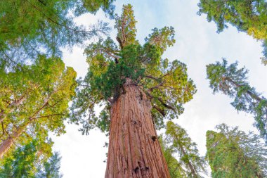 Sequoia Ulusal Parkı, Kaliforniya - 30 Kasım 2024: Devasa bir sekoya olan General Sherman ağacı, görkemli yüksekliğini ve karmaşık kabuğunu gözler önüne sererek alçak bir açıdan yakalanır..