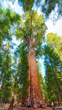 Sequoia Ulusal Parkı, Kaliforniya - 30 Kasım 2024: Sequoia Ulusal Parkı 'ndaki General Sherman Ağacı' nın etkileyici yüksekliği ve canlı yeşil yaprakları mavi gökyüzü altında sergilenmektedir.