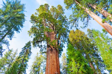 Sequoia Ulusal Parkı, Kaliforniya - 30 Kasım 2024: Yükselen dev bir sekoya ağacı olan General Sherman Sequoia Ulusal Parkı 'ndaki canlı bir orman arasında dikilip etkileyici gövdesini gözler önüne serdi..