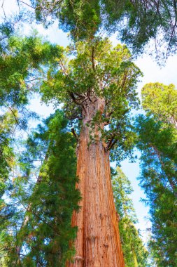 Sequoia Ulusal Parkı, Kaliforniya - 30 Kasım 2024: Sequoia Ulusal Parkı 'ndaki General Sherman Ağacı, mavi gökyüzüne karşı etkileyici yüksekliğini ve kendine özgü kabuğunu sergiliyor.