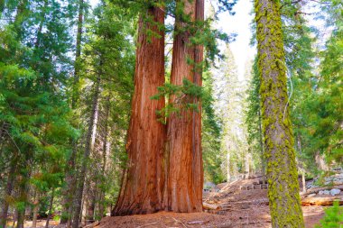 Sequoia Ulusal Parkı 'nda iki yüksek sekoya ağacı, yemyeşil ve dallardan süzülen benekli güneş ışığıyla çevrili..