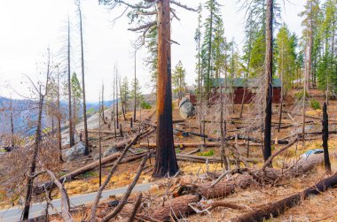 Sequoia Ulusal Parkı 'nda yanan bir ormanın geniş açılı görüntüsü, yükselen sekoya ağaçları arasındaki orman yangınının katıksız sonuçlarını gözler önüne seriyor..