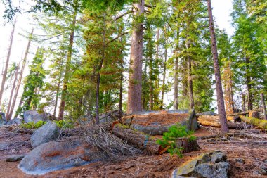 Sequoia Ulusal Parkı 'ndaki yoğun Sequoia ormanının geniş açılı görüntüsü, yumuşak sabah ışığı altında yükselen ağaçlar ve büyük kayalar.