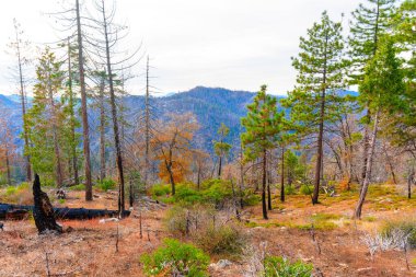 Gündüz vakti Sequoia Ulusal Parkı 'nın manzarasında sonbahar yaprakları, çeşitli kozalaklı ağaçlar ve bulutlu bir gökyüzünün altındaki uzak dağ zirveleri sergilenir..