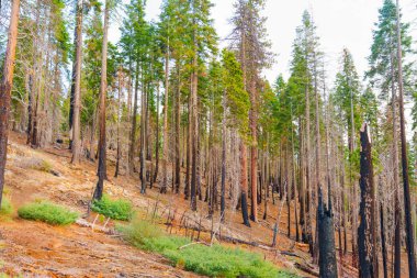 Sequoia Ulusal Parkı, Kaliforniya 'daki kömürleşmiş sekoya ağaçlarının geniş açılı görüntüsü, yemyeşil ormanaltı bitkileriyle yakın zamandaki bir yangının sonuçlarını gözler önüne seriyor..