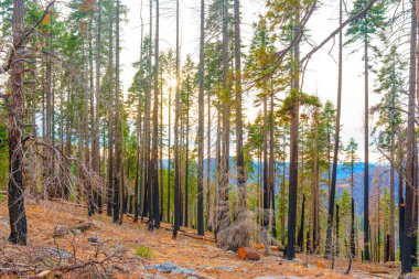 Sequoia Ulusal Parkı 'nın çarpıcı manzarası, günbatımında verimli yeşilliklerle çevrili, geniş açılı bir mercekle yakalanan, yakın zamandaki bir orman yangınında kararmış ağaç gövdelerini gösteriyor..