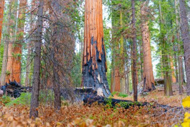Sequoia Ulusal Parkı 'nda yüksek sekoya ağaçları parlak gün ışığında devasa gövdelerini ve zengin yapraklarını sergiliyorlar..