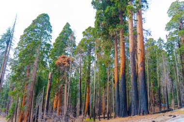 Sequoia Ulusal Parkı, Kaliforniya 'da kömürleşmiş ağaç gövdeleri, hayatta kalan yeşil ağaçlar ve kararmış ağaç kabuklarıyla orman yangınlarının sonrasını vurguluyor..