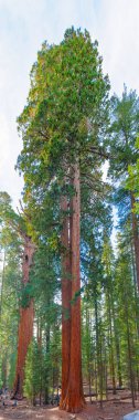 Sequoia Ulusal Parkı 'ndaki yüksek sekoya ağaçlarının dikey manzarası açık mavi gökyüzü altında muazzam yüksekliklerini ve zengin yeşilliklerini sergiliyor..