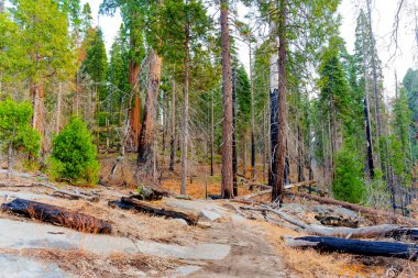 Sequoia Ulusal Parkı 'ndaki manzara, parlak gün ışığı altında yemyeşil ve kayalık bir arazide ateşten zarar görmüş sekoya gövdeleri gösteriyor..
