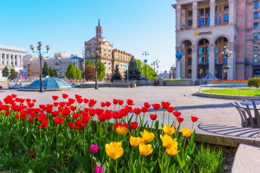 Kyiv, Ukrayna - 22 Nisan 2025: Meydan Nezalezhnosti, Kyiv 'de kırmızı ve sarı ön planda lalelerin renkli gösterimi, güneşli bir günde canlı kent ortamını vurguluyor.