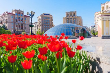 Kyiv, Ukrayna - 22 Nisan 2025: Güneşli bir bahar gününde Meydan Nezalezhnosti, Kyiv 'de modern cam mimari ile ön planda canlı kırmızı laleler gösterimi.