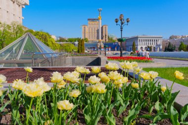 Kyiv, Ukrayna - 22 Nisan 2025: Ukrayna 'nın başkenti Kyiv' deki Bağımsızlık Anıtı, Otel Ukrayna ve Konservatuar binasının yer aldığı ön planda çiçek açan lalelerin geniş açı görüntüsü.
