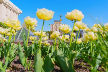 Kyiv, Ukrayna - 22 Nisan 2025: Açık mavi bir gökyüzü altında Kyiv 'in ikonik Bağımsızlık Anıtı ve ufuk çizgisi ile ön planda çiçek açan beyaz lalelerin canlı görüntüsü.