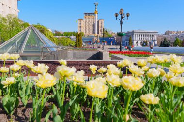 Kyiv, Ukrayna - 22 Nisan 2025: Meydan Nezalezhnosti 'de açık mavi gökyüzüne karşı Bağımsızlık Anıtı, Otel Ukrayna ve Konservatuar binasının yer aldığı ön planda bahar laleleri çiçek açtı