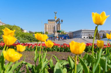 Kyiv, Ukrayna - 22 Nisan 2025: Önplanda renkli laleler ve Kyiv 'deki Bağımsızlık Anıtı, Otel Ukrayna ve Konservatuar binasının net bir manzarası.
