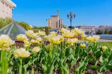 Kyiv, Ukrayna - 22 Nisan 2025: Meydan Nezalezhnosti 'de açan sarı lalelerin geniş açılı görüntüsü, açık mavi gökyüzüne karşı Bağımsızlık Anıtı ve Otel Ukrayna' yı gözler önüne seriyor..
