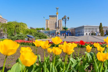 Kyiv, Ukrayna - 22 Nisan 2025: Arka planda sarı laleler, Bağımsızlık Anıtı, Otel Ukrayna ve Konservatuar binasının sergilendiği Meydan Nezalezhnosti 'de aydınlık bahar günü.