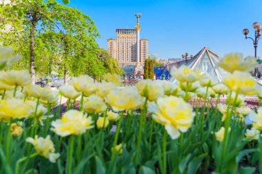 Kyiv, Ukrayna - 22 Nisan 2025: Meydan Nezalezhnosti 'de açan sarı çiçeklerin yakın görüntüsü, açık mavi gökyüzü altında Bağımsızlık Anıtı ve Otel Ukrayna' yı gözler önüne seriyor.