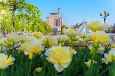 Kyiv, Ukrayna - 22 Nisan 2025: Açık mavi gökyüzü altında Bağımsızlık Anıtı ve Ukrayna Oteli 'nin yer aldığı Meydan Nezalezhnosti' de açan sarı lalelerin geniş açılı görüntüsü.