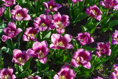 Canlı mor lalelerin tarlası yapraklarını sergiliyor ve parlak güneş ışığında yemyeşil yapraklarını sergiliyor. Baharın özünü bir bahçede yakalıyor..