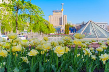 Kyiv, Independence Meydanı 'nda çiçek açan sarı lalelerin geniş açılı görüntüsü modern mimari ve berrak mavi gökyüzü canlı bir bahar atmosferi yaratıyor..